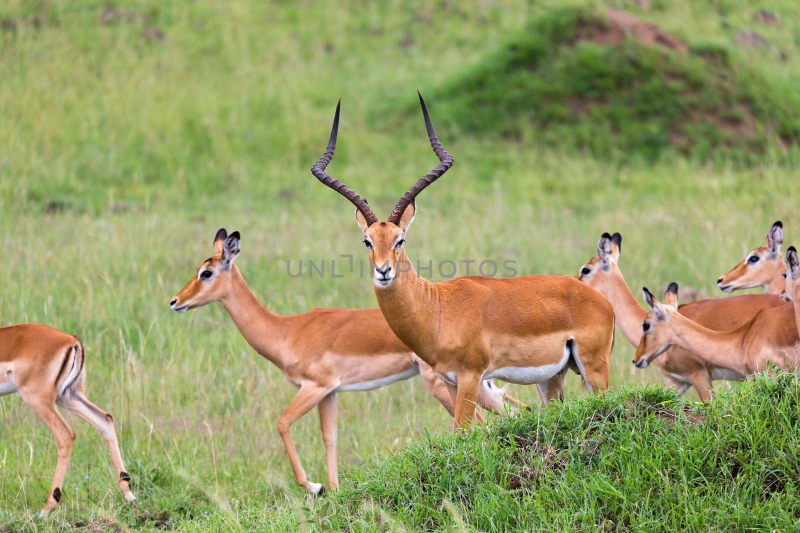 Lot of Impala antelopes in the grass landscape of the Kenyan savanna