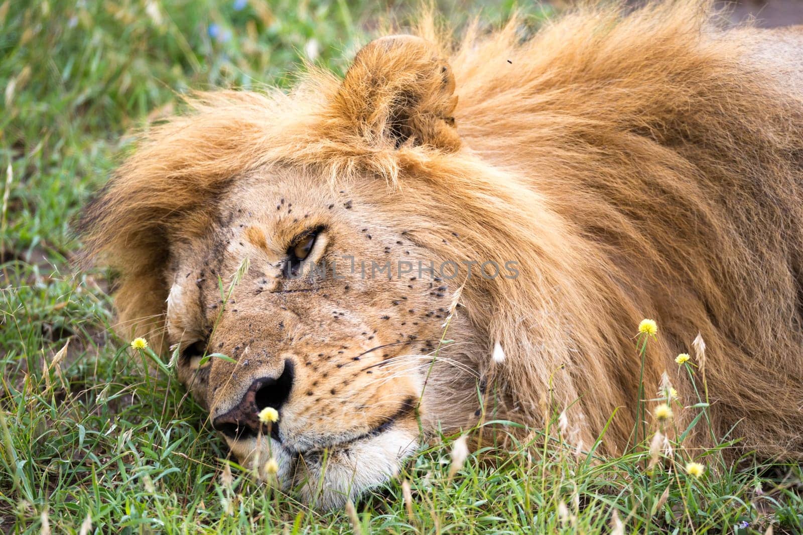One big lion sleeps in the grass of the Kenyan savannah
