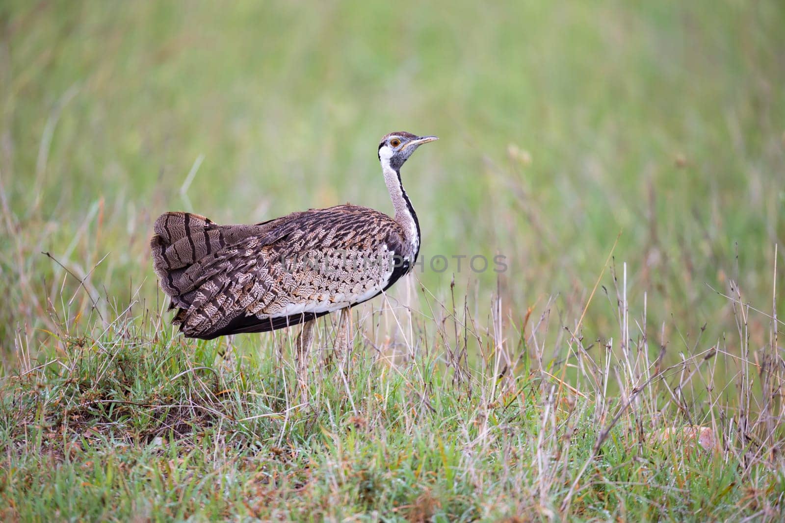 One indigenous gray bird is standing in the grass and looking