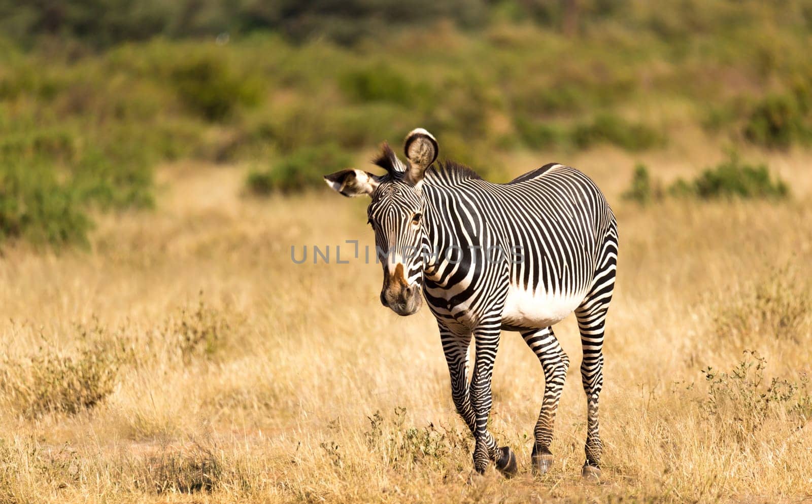 The Grevy Zebra is grazing in the countryside of Samburu in Kenya