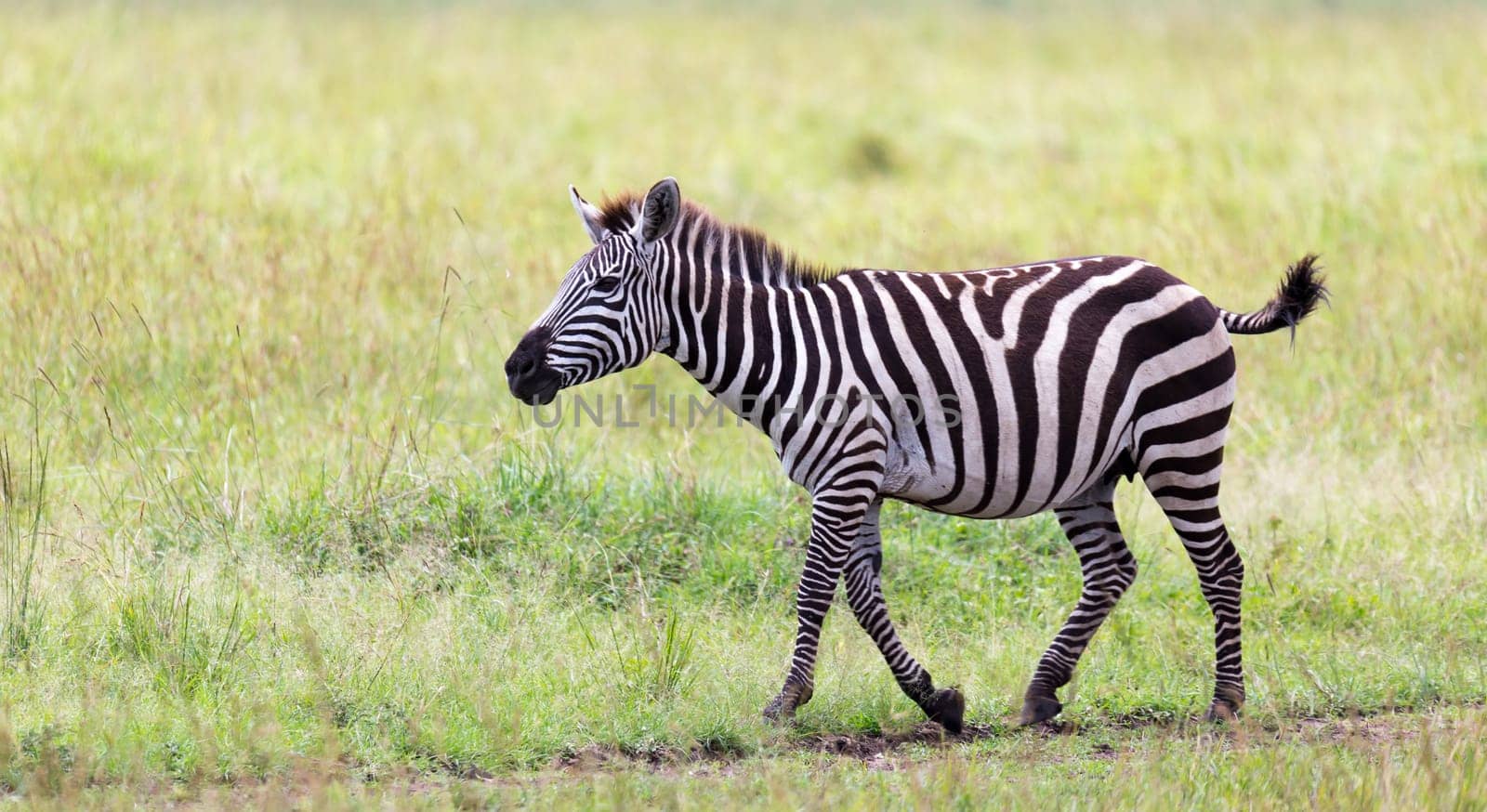 The Zebra family grazes in the savanna in close proximity to other animals