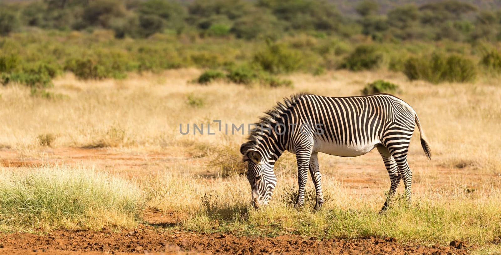 The Grevy Zebra is grazing in the countryside of Samburu in Kenya