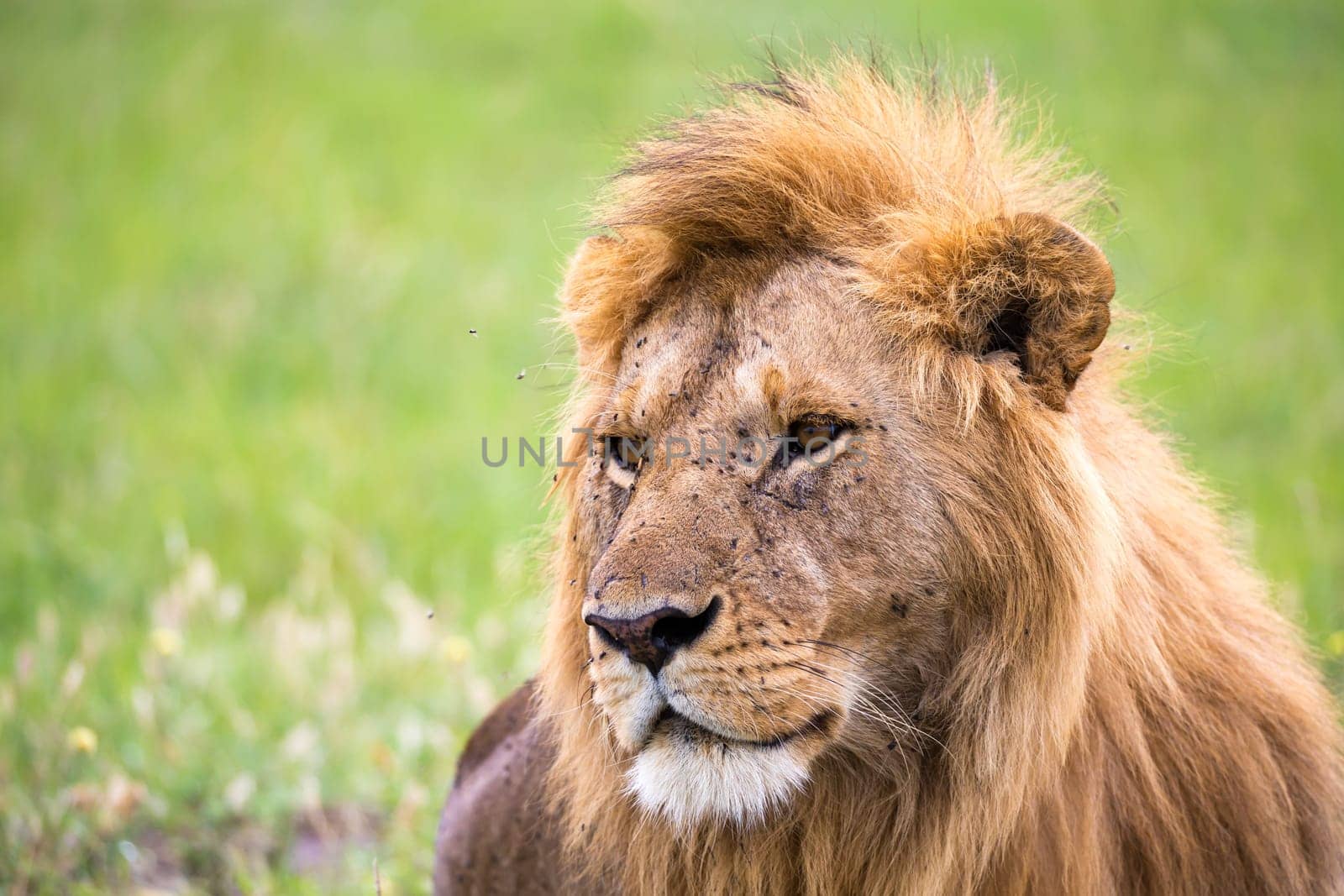 The close-up of the face of a lion in the savannah of Kenya