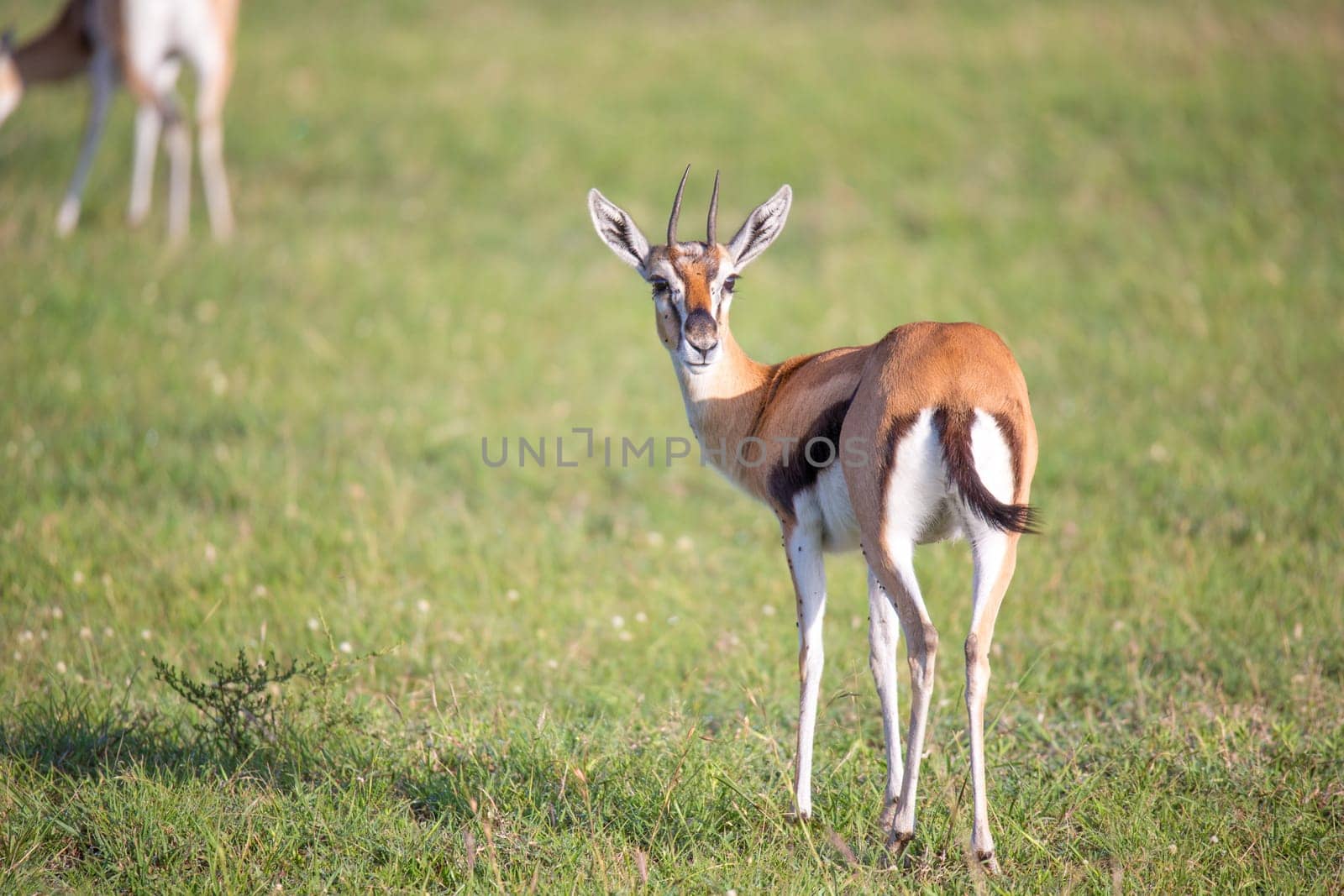 The Thomson gazelles in the middle of a grassy landscape in the Kenyan savanna