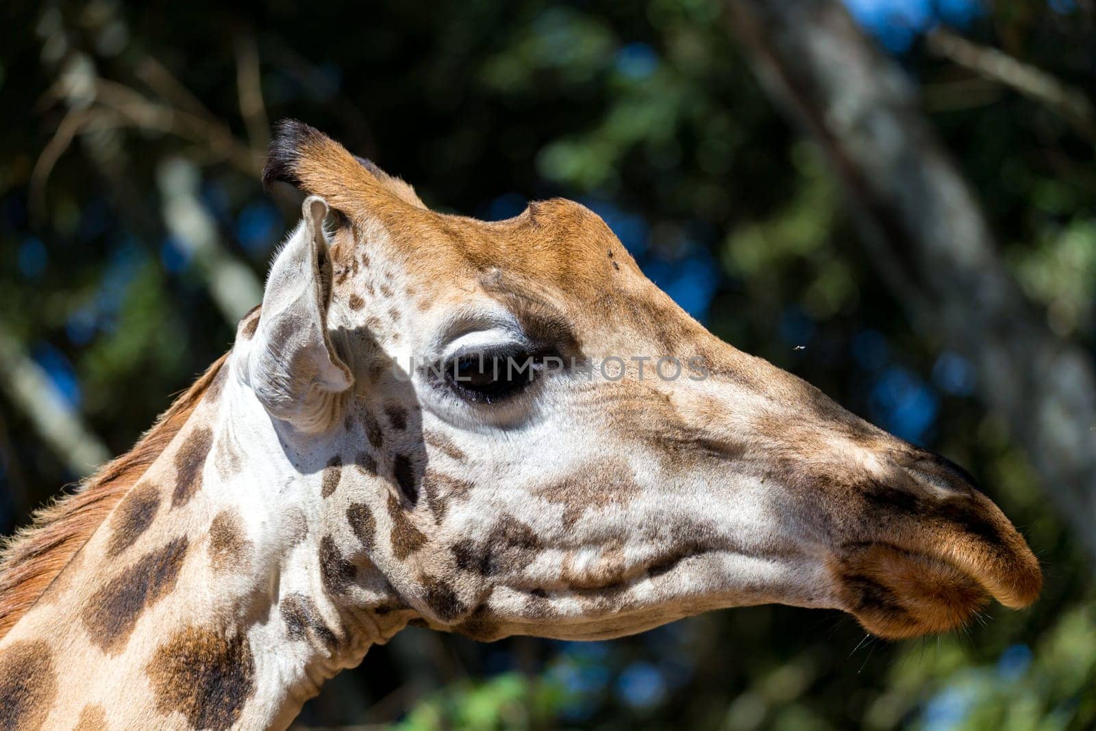 A close-up of one giraffe's head