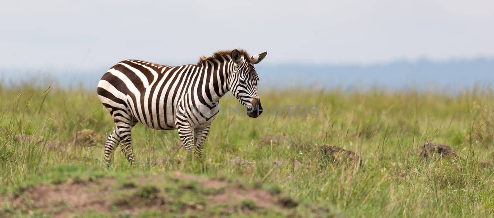 The Zebra family grazes in the savanna in close proximity to other animals
