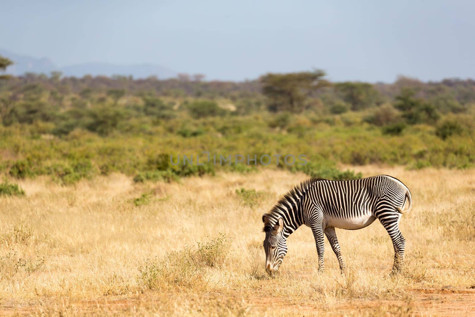 The Grevy Zebra is grazing in the countryside of Samburu in Kenya