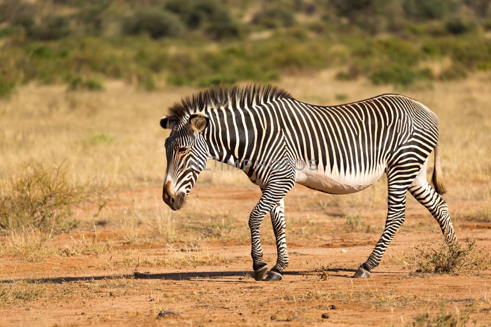 The Grevy Zebra is grazing in the countryside of Samburu in Kenya