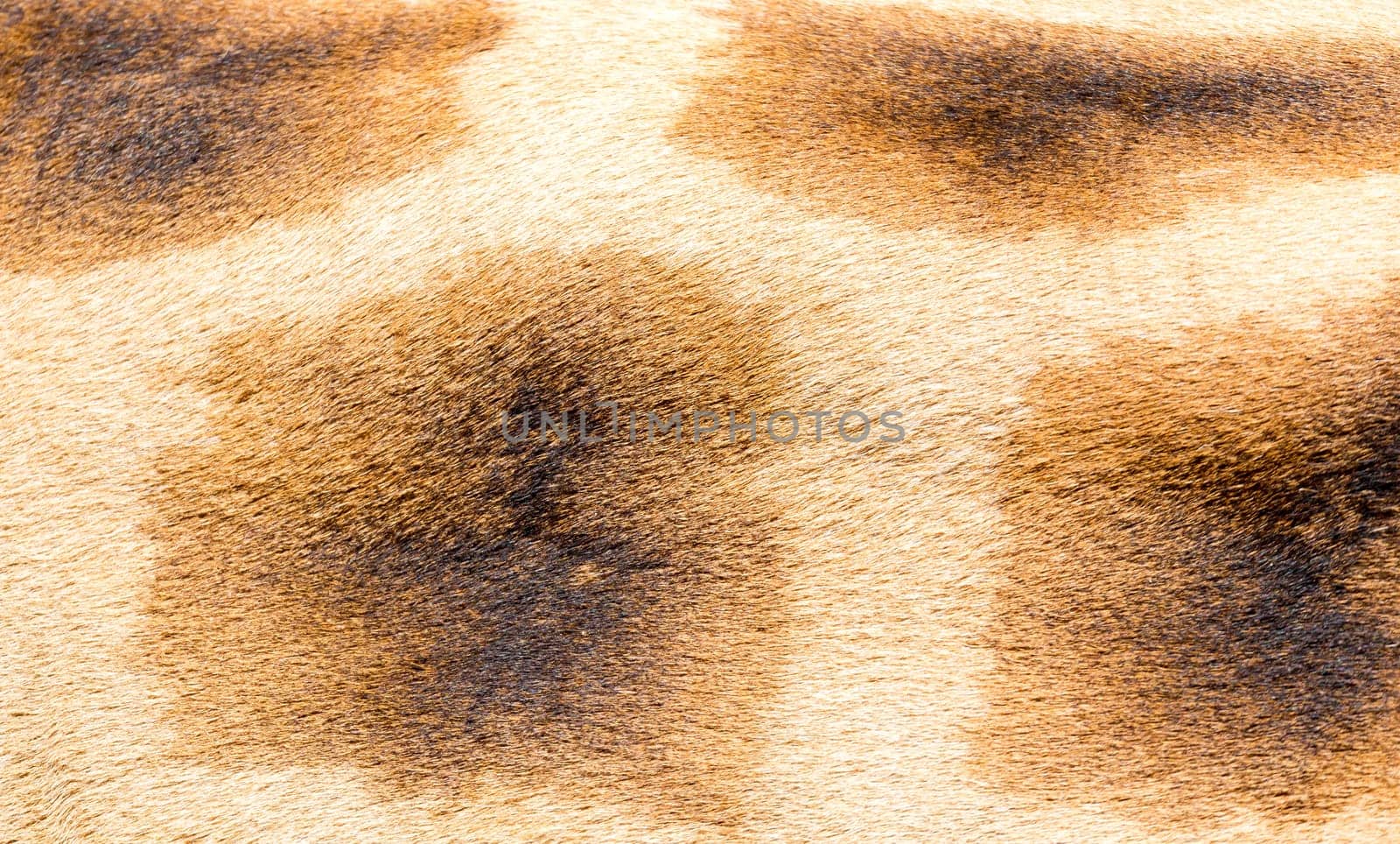 A fur of a giraffe in close-up