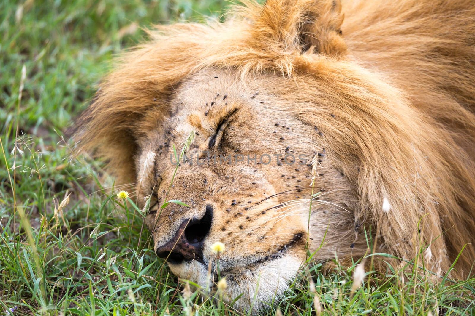 One big lion sleeps in the grass of the Kenyan savannah