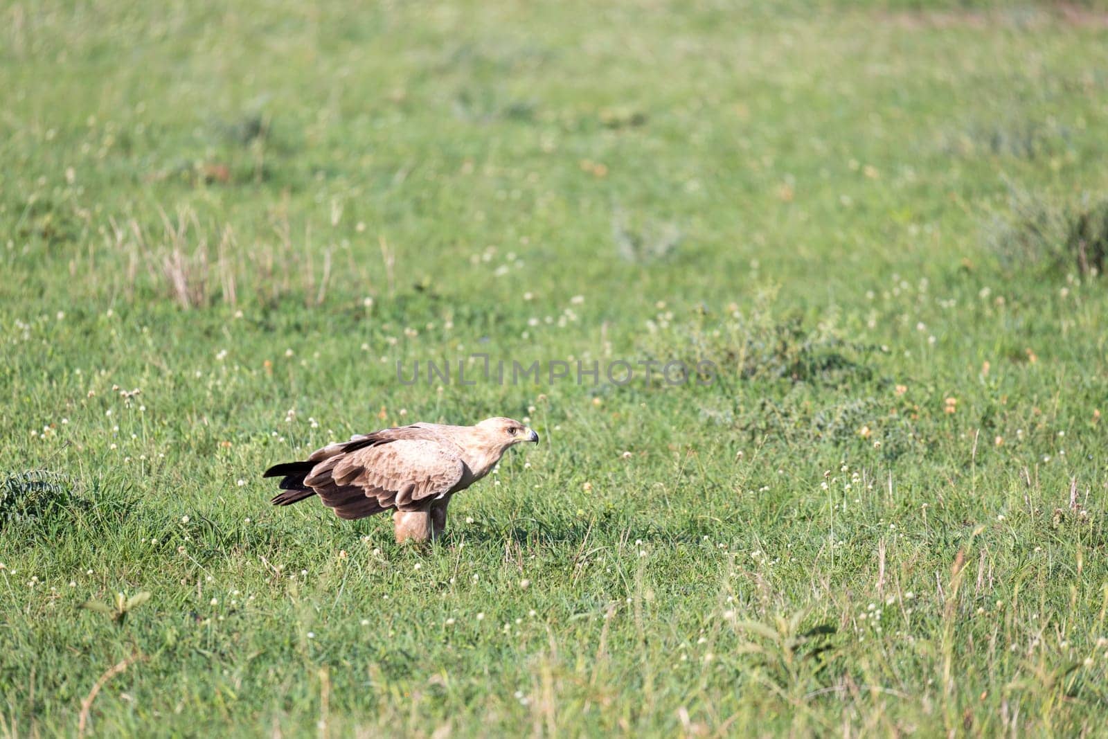 The eagle in the middle of the grassland in a meadow