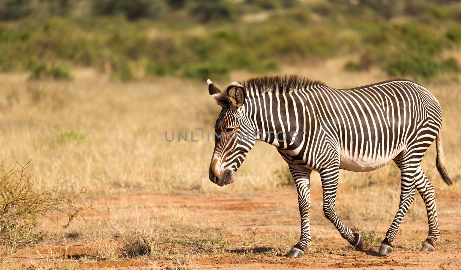The Grevy Zebra is grazing in the countryside of Samburu in Kenya