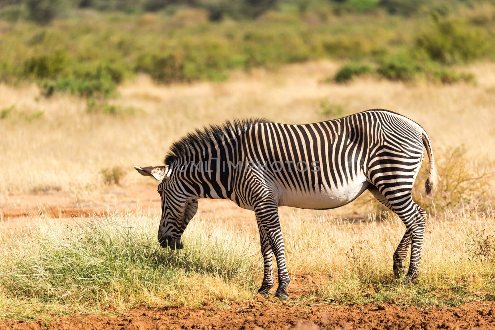 The Grevy Zebra is grazing in the countryside of Samburu in Kenya