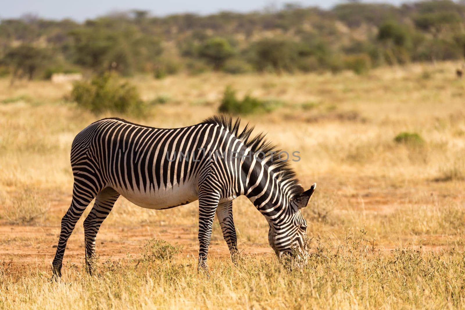 A Grevy zebras are grazing in the countryside of Samburu in Kenya