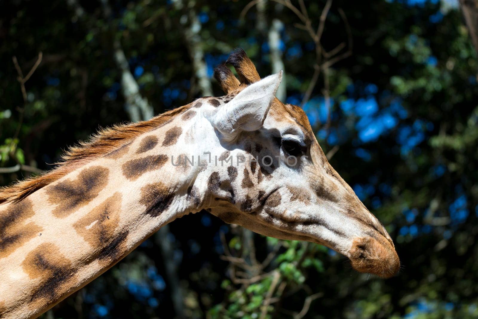 A close-up of one giraffe's head