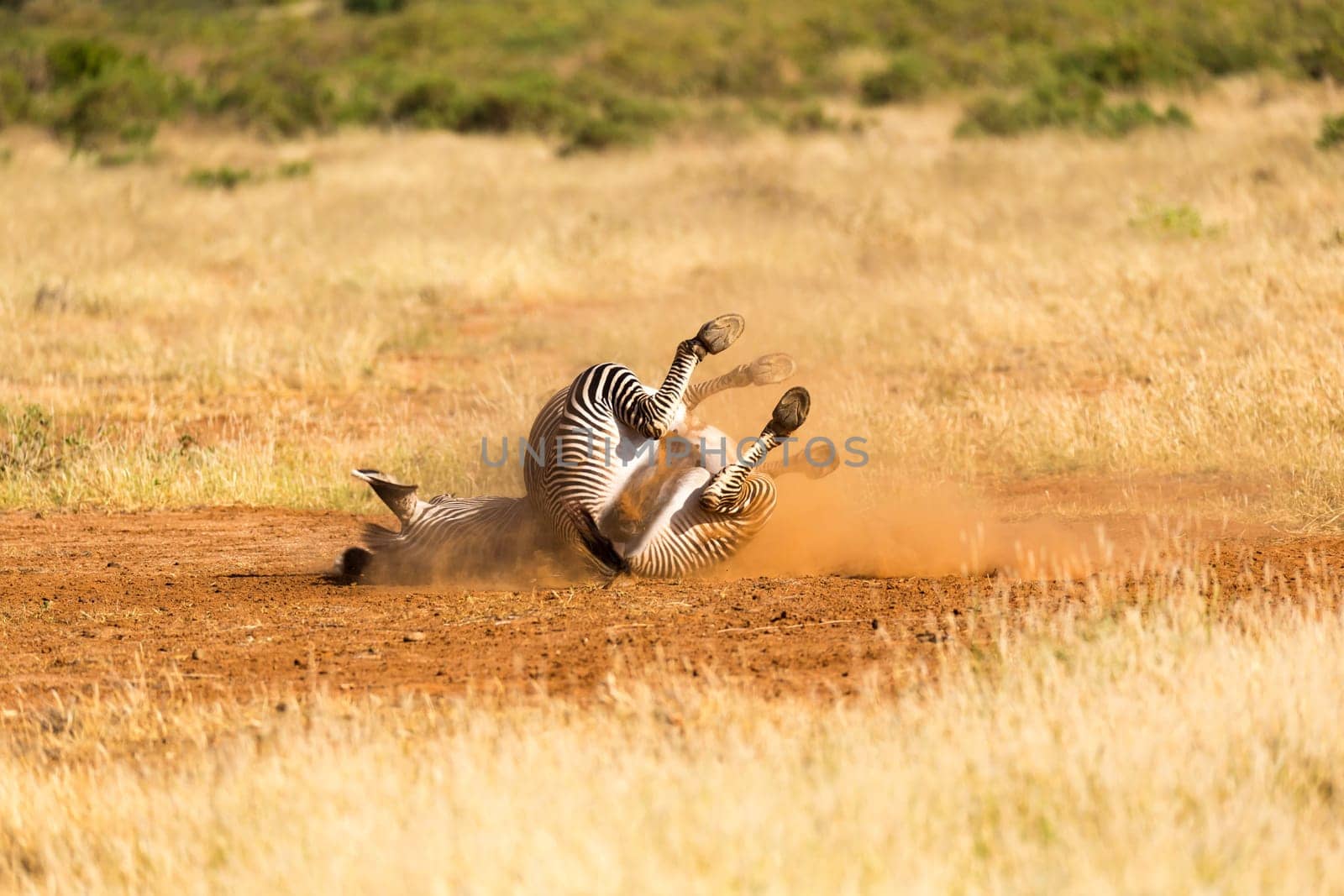 The Grevy Zebra lies on its back in the dust