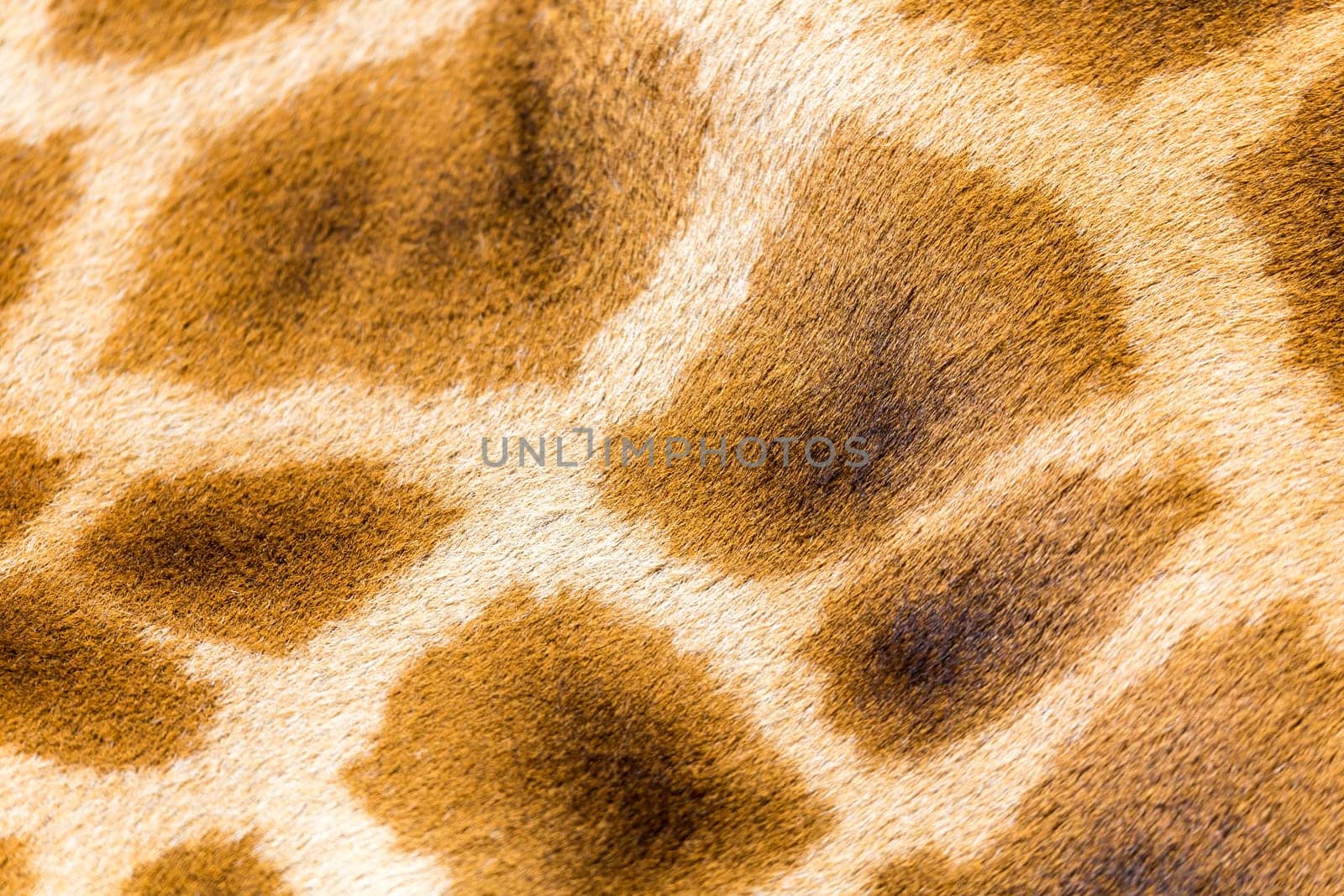 A fur of a giraffe in close-up
