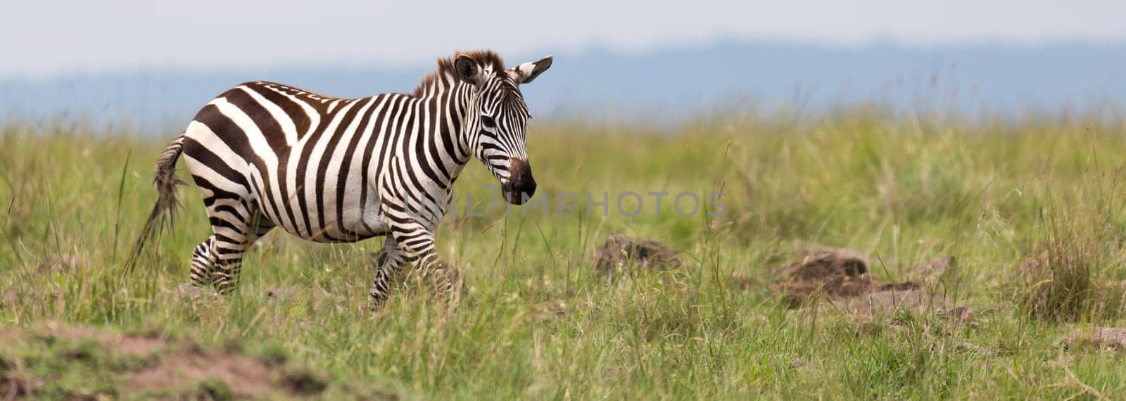The Zebra family grazes in the savanna in close proximity to other animals