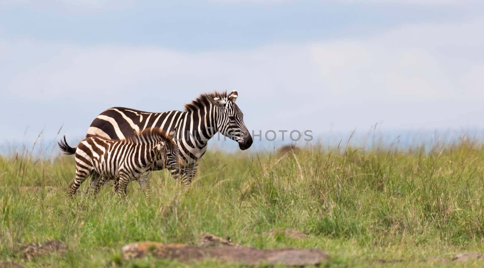 The Zebra family grazes in the savanna in close proximity to other animals