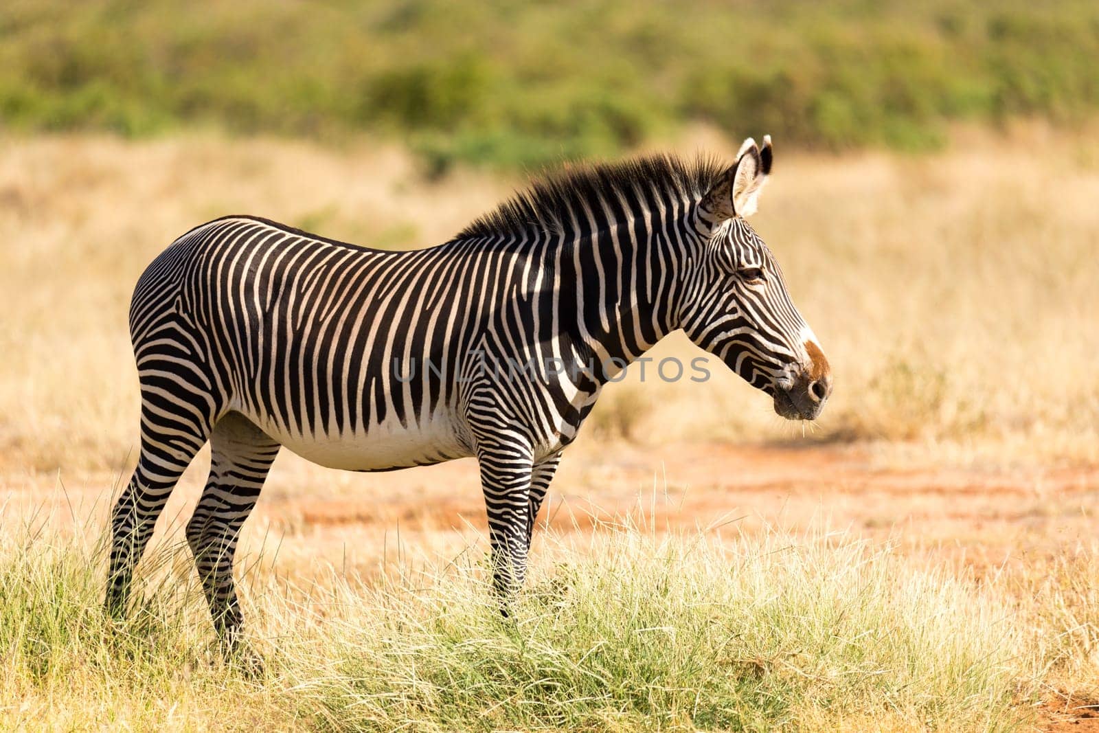 The Grevy Zebra is grazing in the countryside of Samburu in Kenya