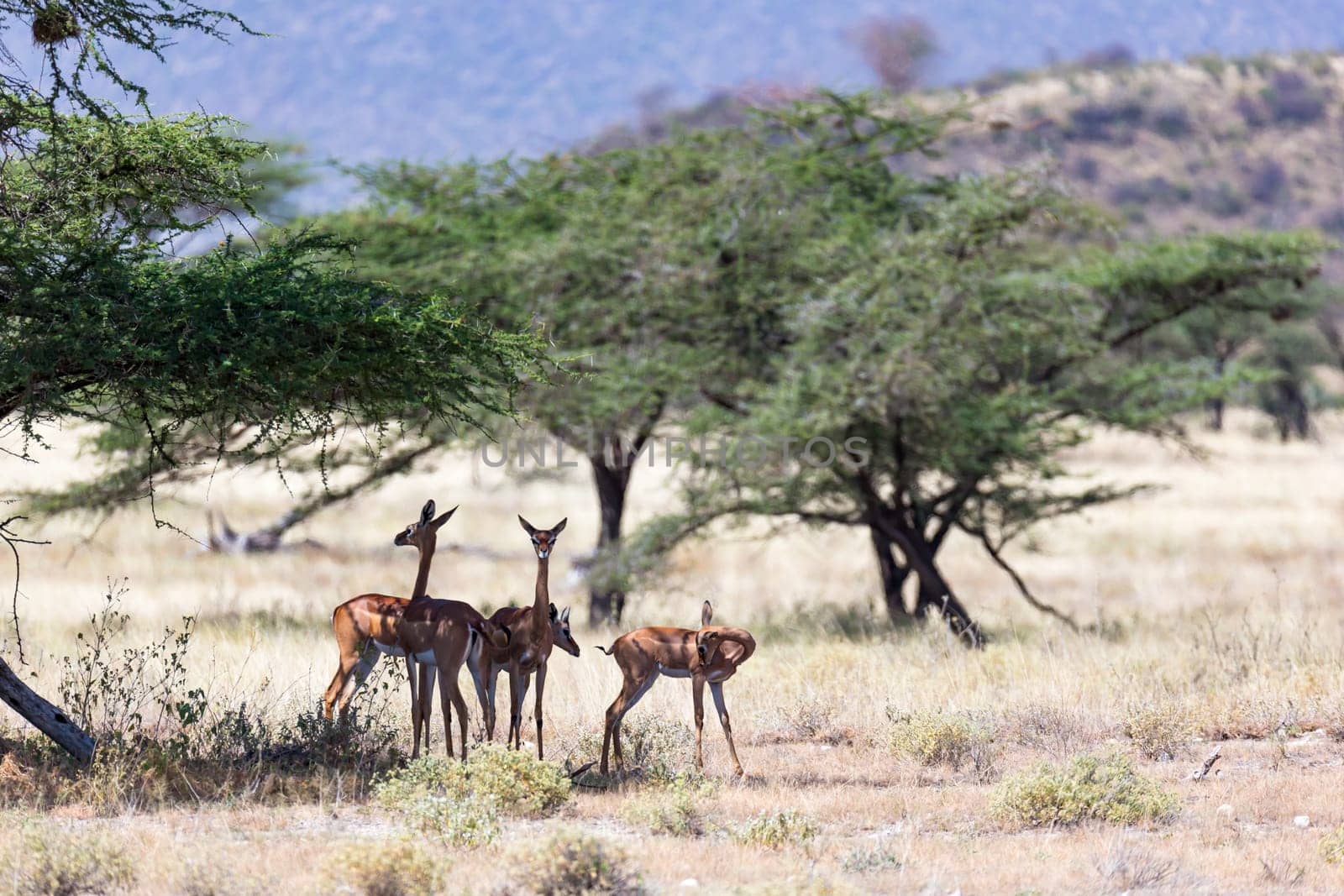 The gerenuk in the kenyan savanna looking for food