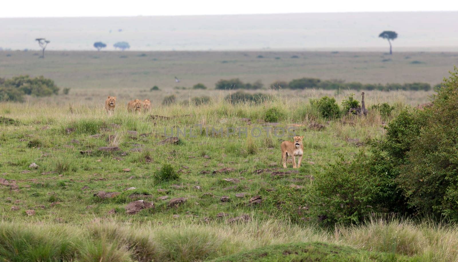 A lion family in the savannah of Kenya