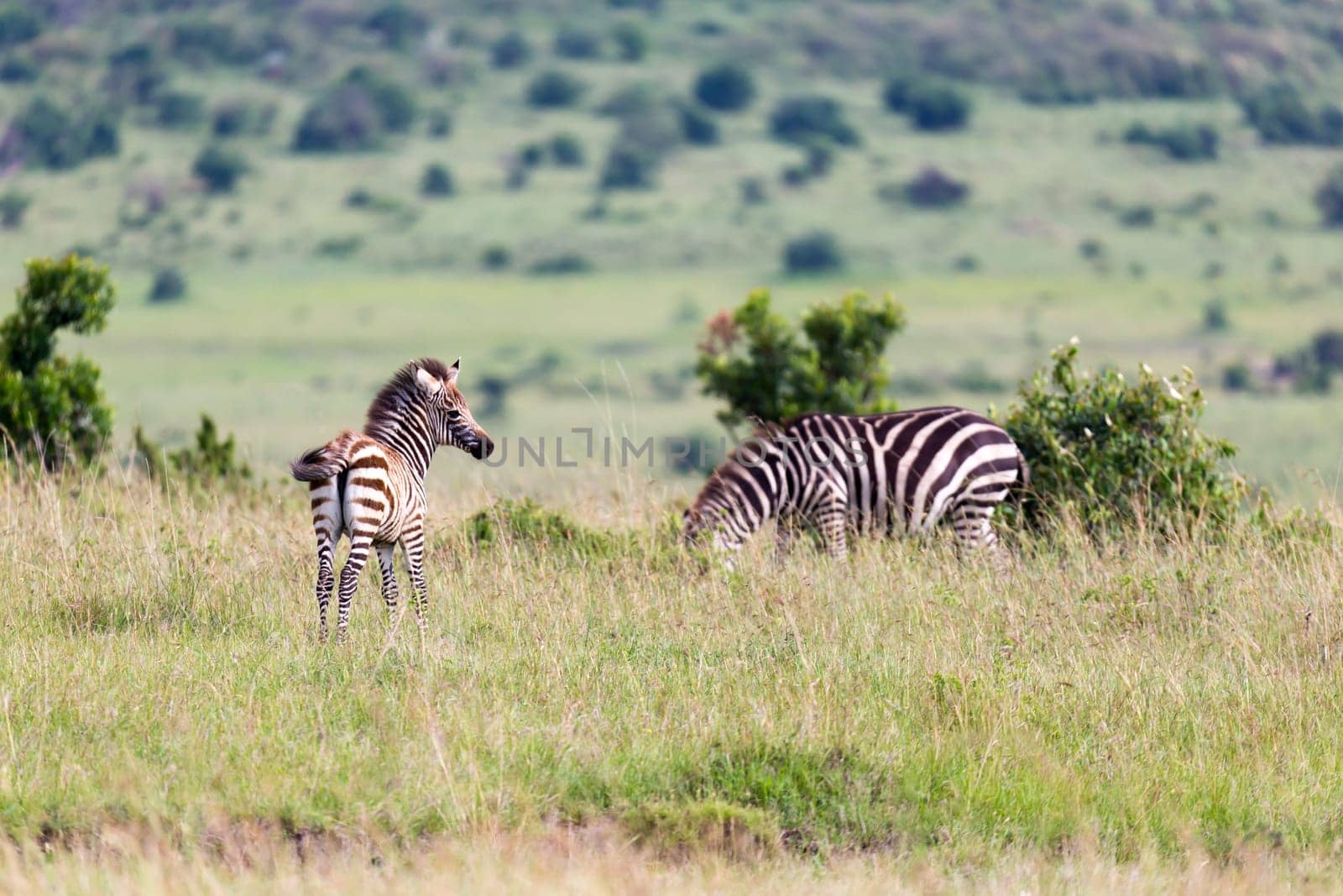 The Zebra family grazes in the savanna in close proximity to other animals