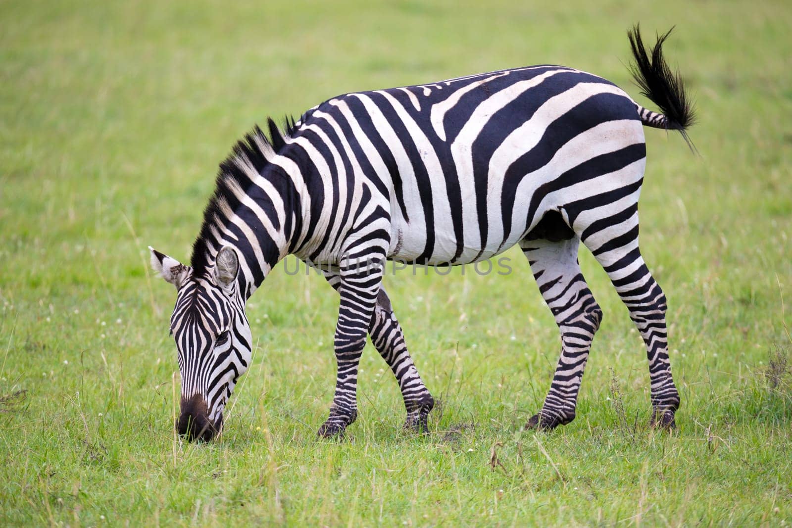 Some zebras run and graze in the savannah