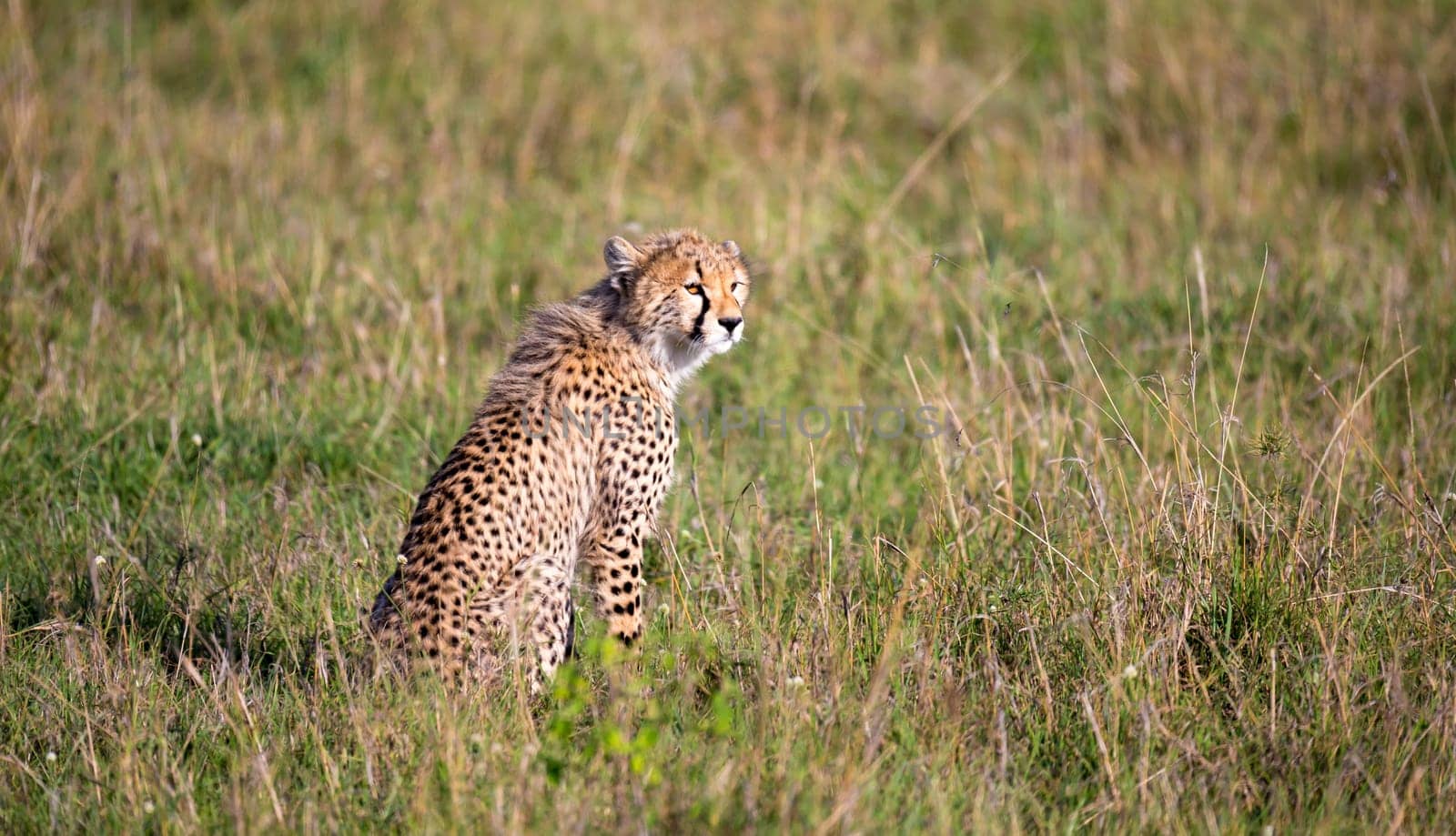 The cheetah sits in the grass landscape of the savanna of Kenya