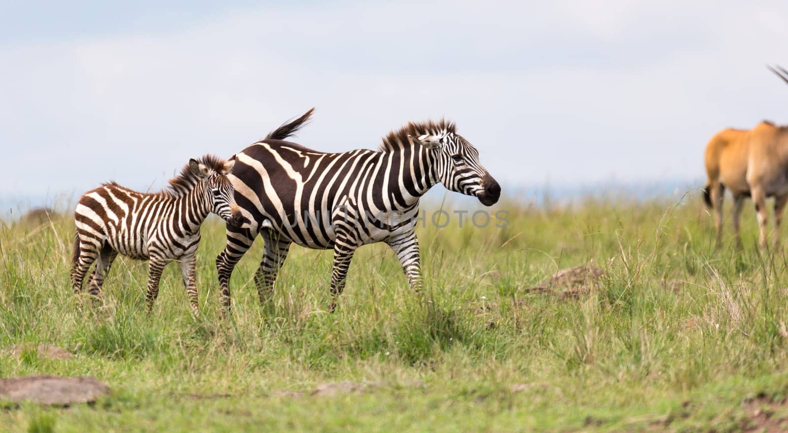 The Zebra family grazes in the savanna in close proximity to other animals