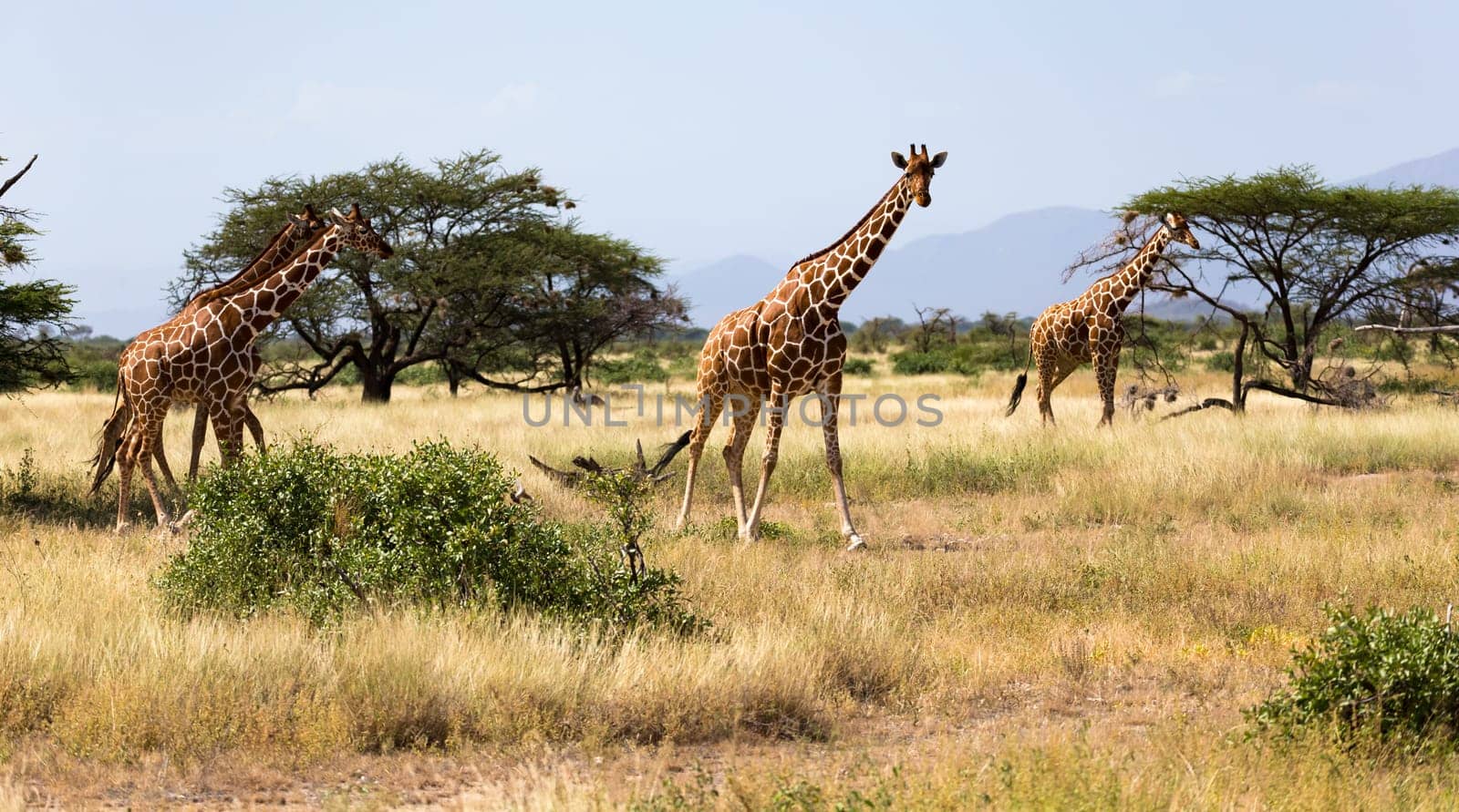 Giraffes in the savannah with many trees and bushes in the background