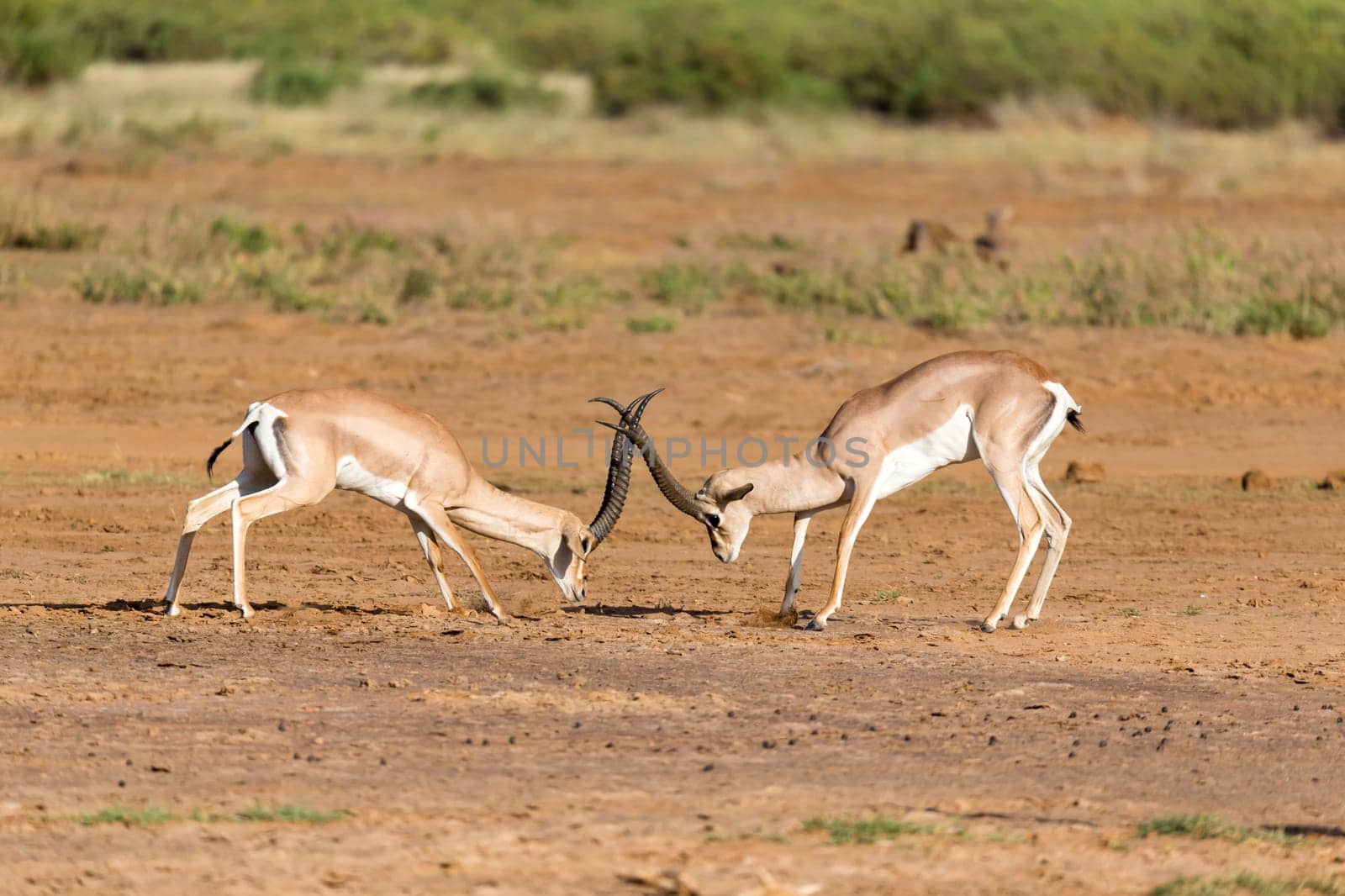 The battle of two Grant Gazelles in the savannah of Kenya