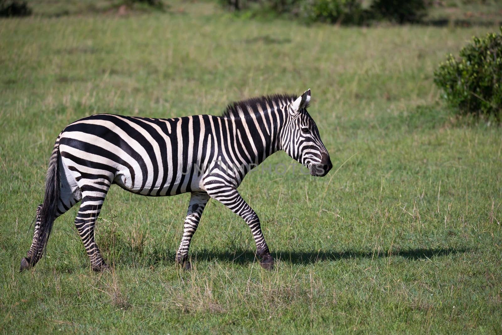 Some Zebras in the middle of the savannah of Kenya