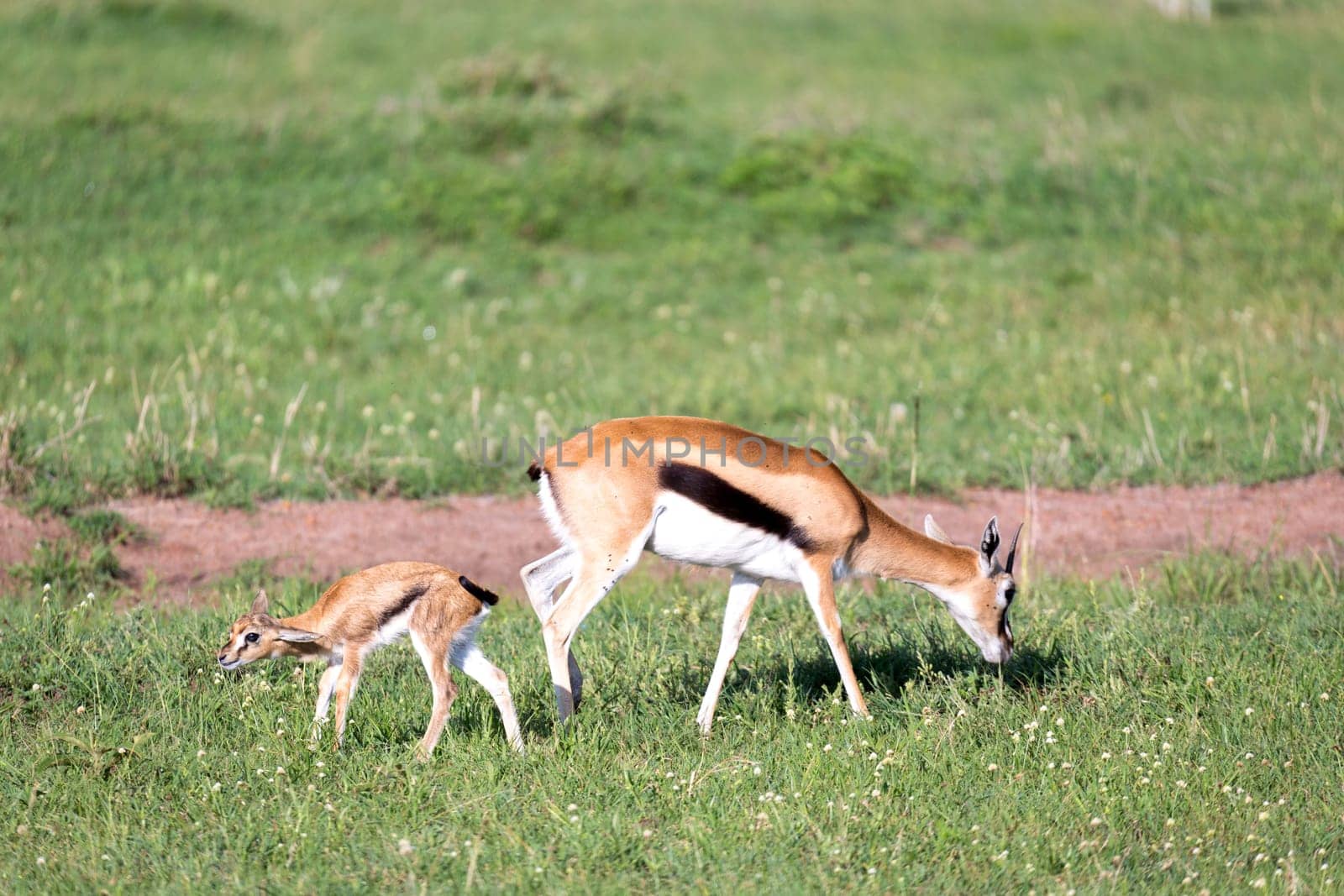 The Thomson gazelles in the middle of a grassy landscape in the Kenyan savanna