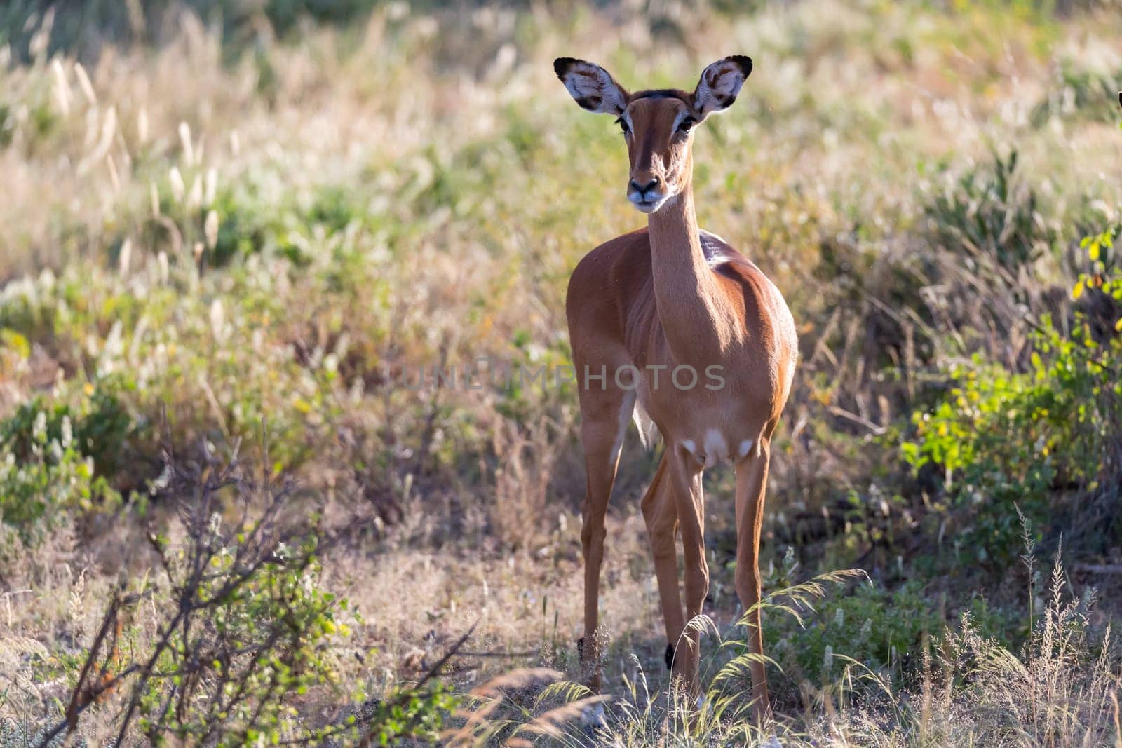 The portrait of an Impala antelope in the savannah of Kenya