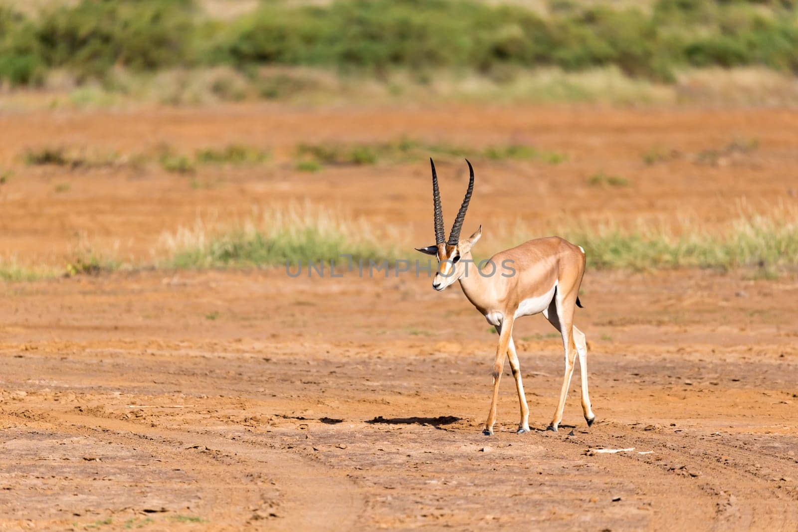 One Grant Gazelle stands in the middle of the grassy landscape of Kenya
