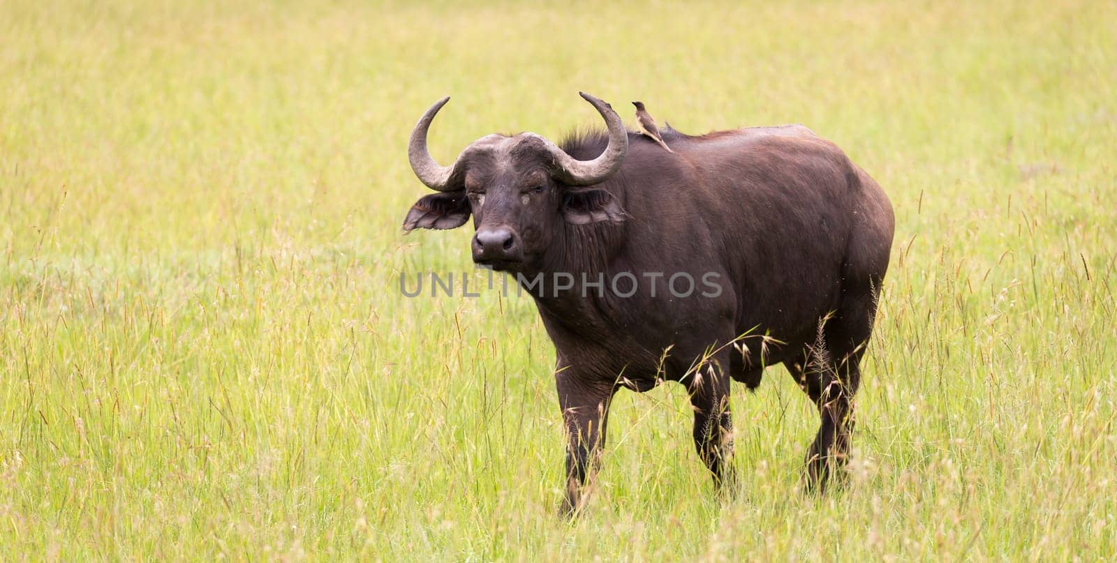 Some big Buffalos are standing in the grass and grazing in the savannah of Kenya