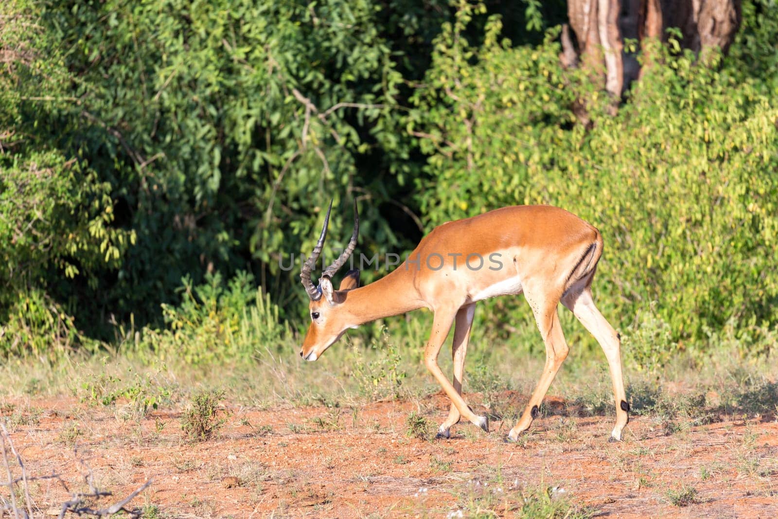 The Impala gazelles grazed in the savannah of Kenya