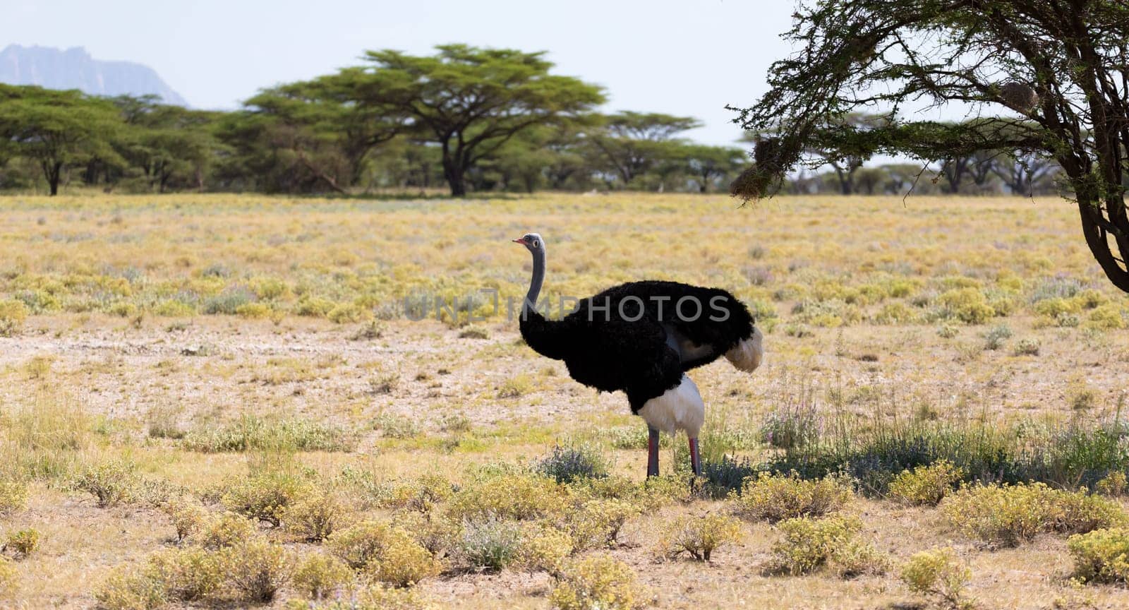One ostrich bird with trees in the background on a pasture