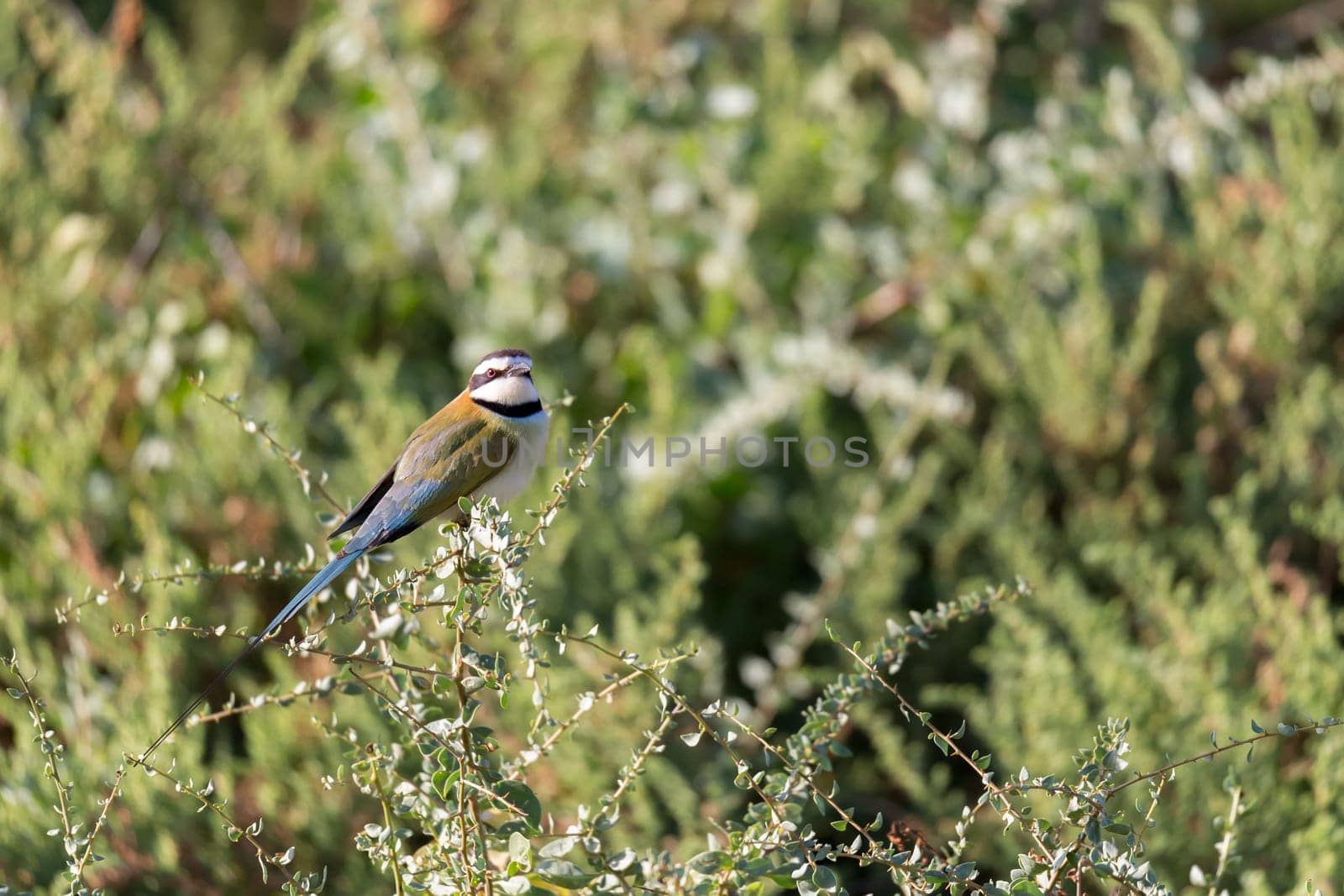 The Local bird is sitting on a branch in Kenya