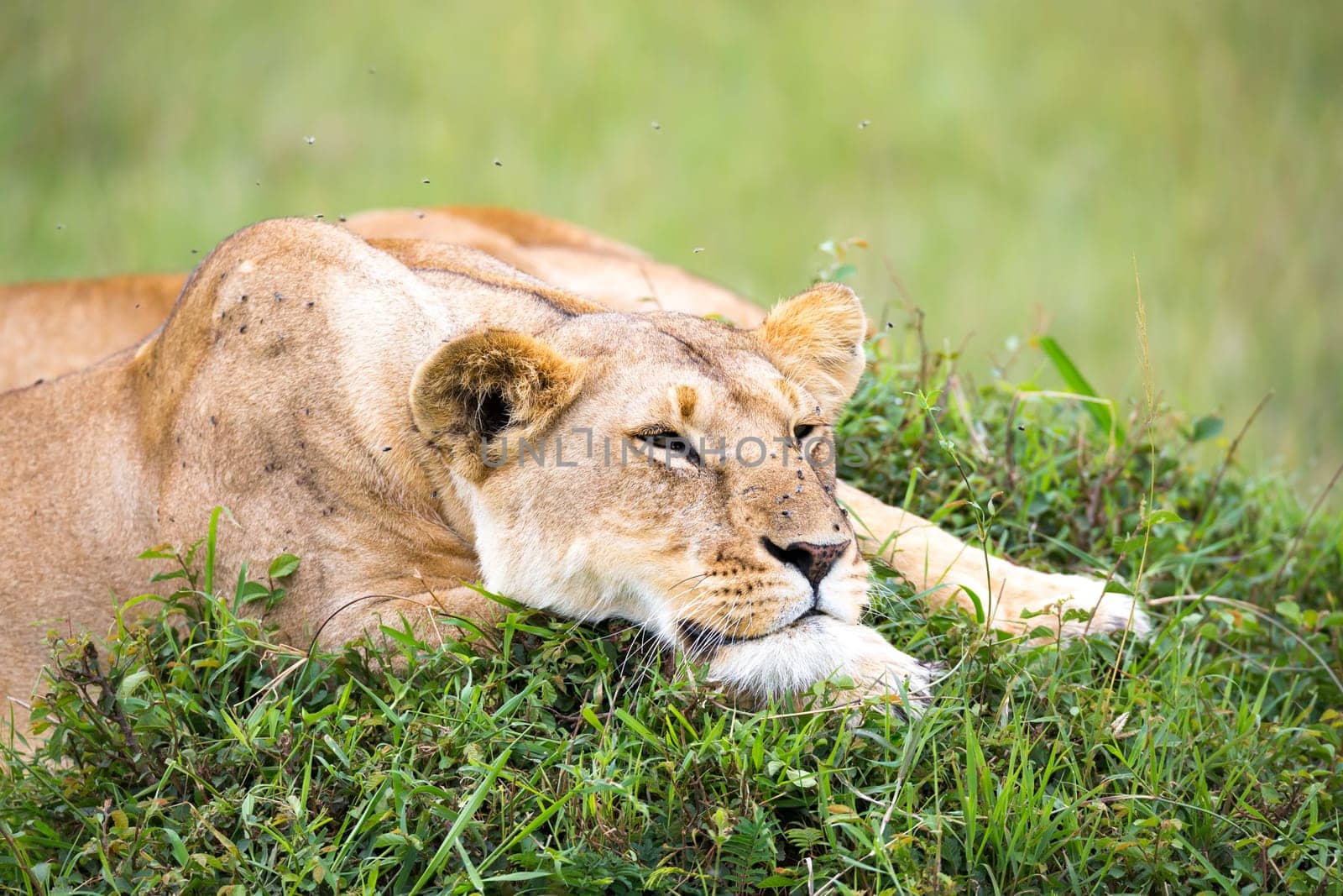 A portrait of a lioness, she lies in the grass in the savannah