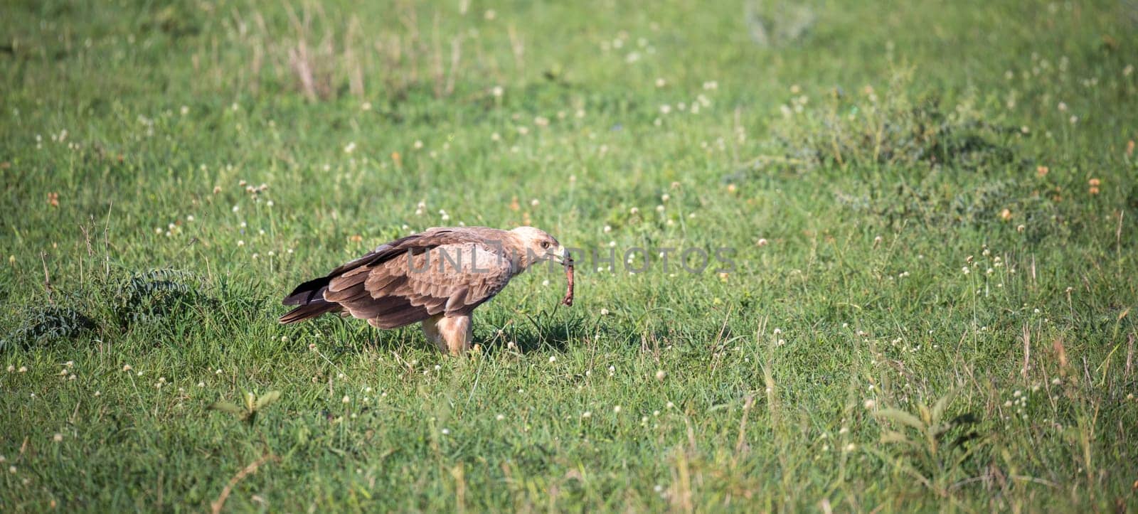 The eagle in the middle of the grassland in a meadow
