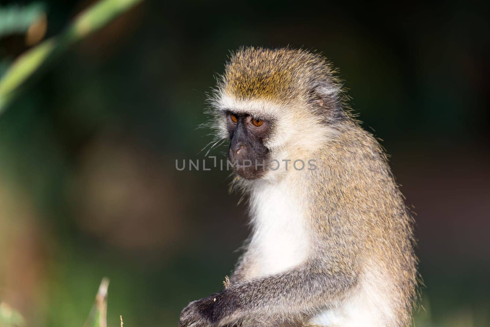 A portrait of a monkey in the savannah of Kenya