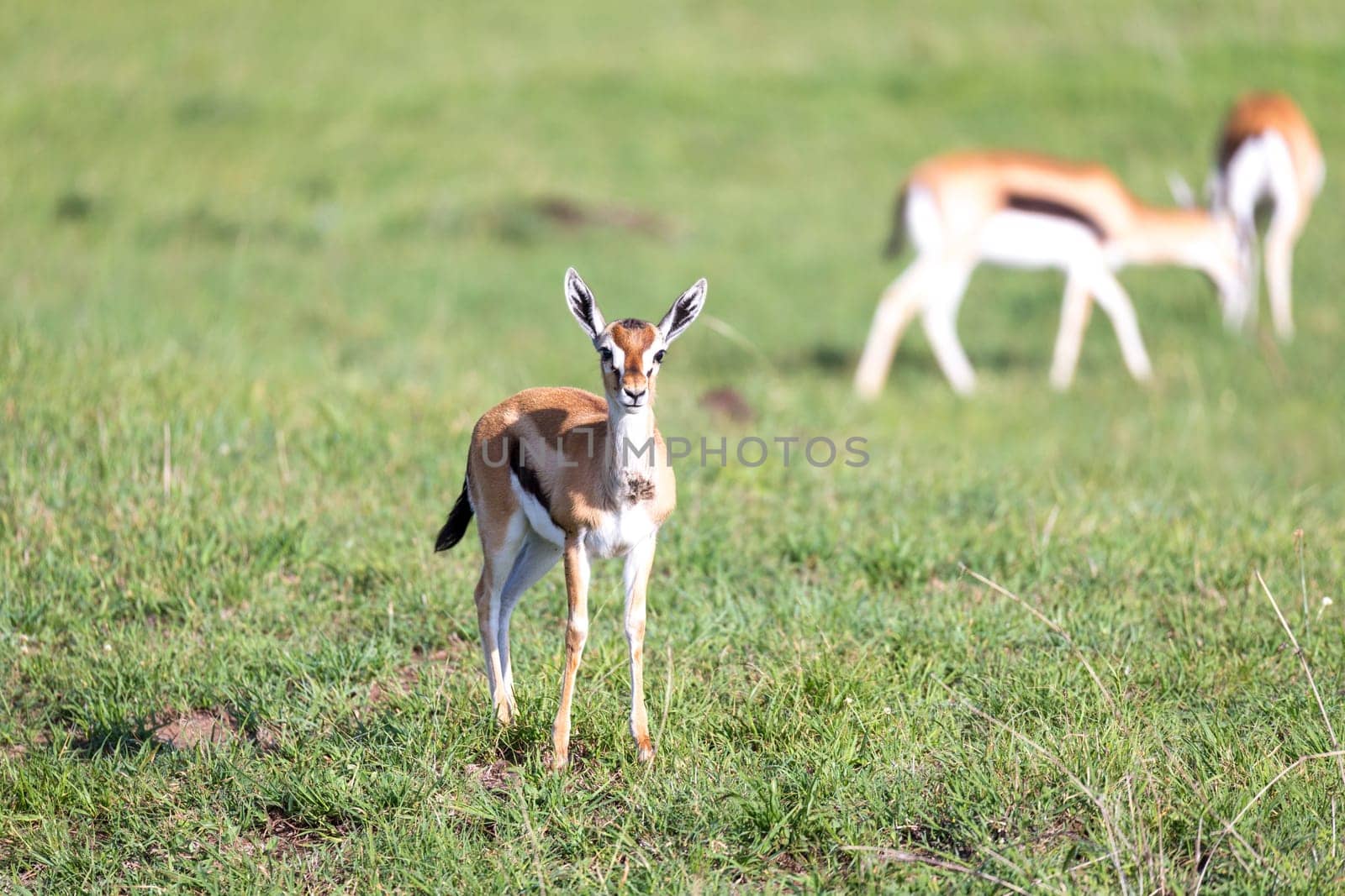 The Thomson gazelles in the middle of a grassy landscape in the Kenyan savanna