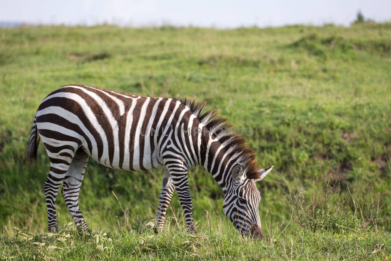 One zebra in the green landscape of a national park in Kenya..