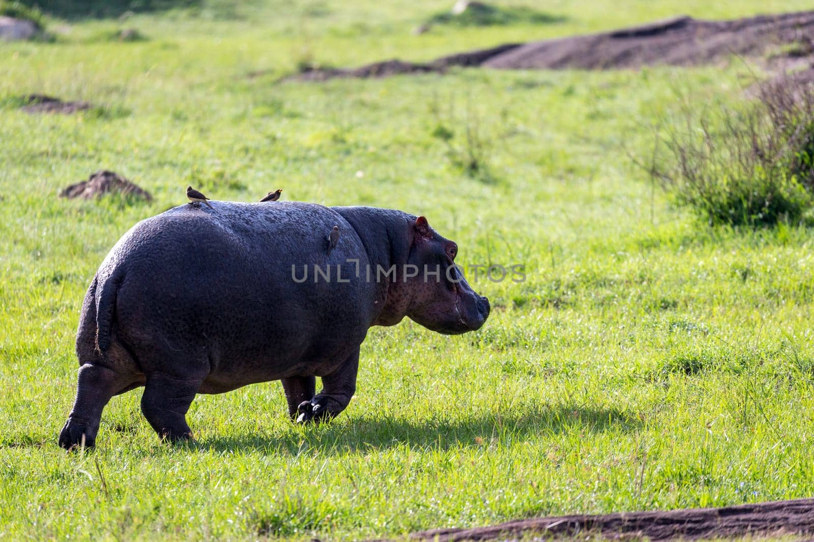 One hippopotamus runs on a grass meadow