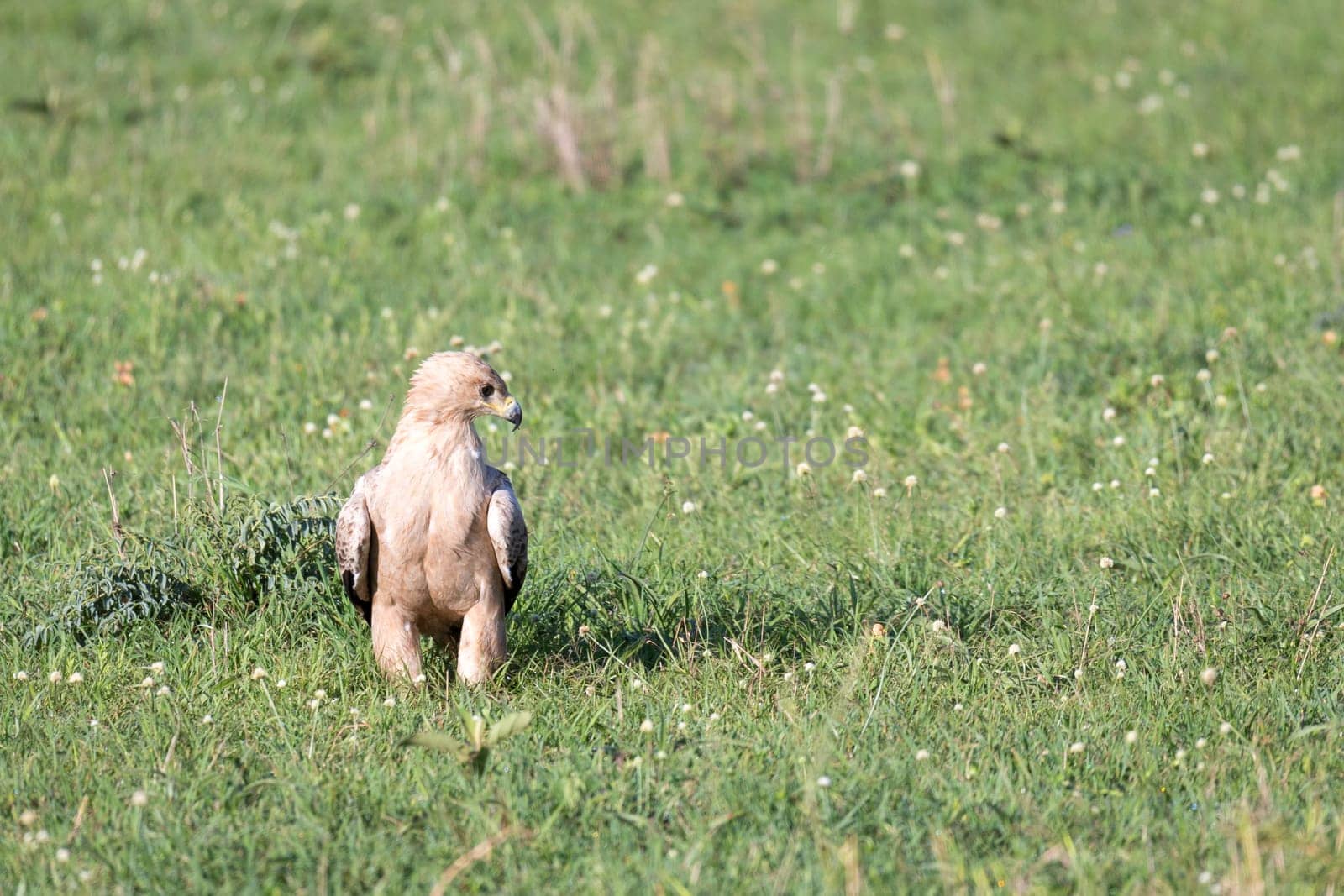 The eagle in the middle of the grassland in a meadow