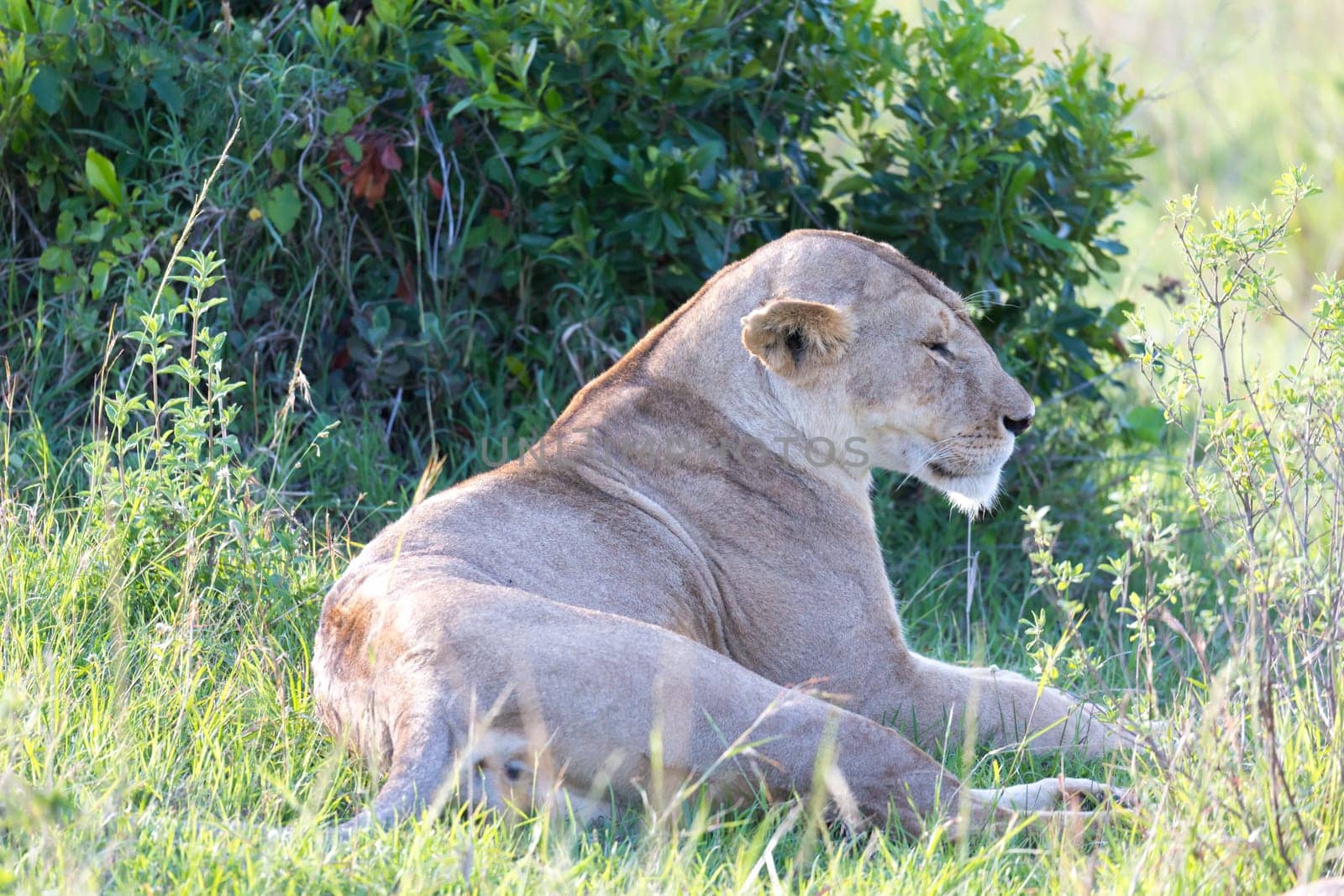 One lioness has made herself comfortable in the grass and is resting