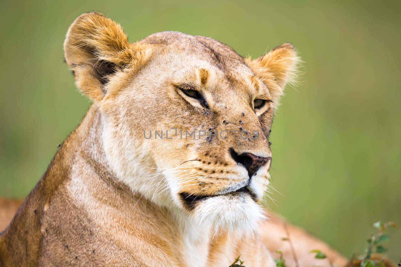 A portrait of a lioness, she lies in the grass in the savannah