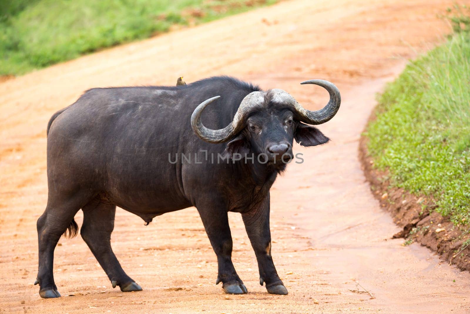 One big buffalo stands on a path in the savannah